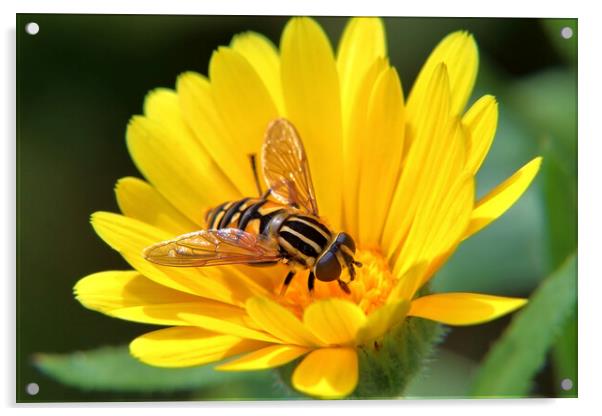 Hoverfly on a Marigold Acrylic by Susan Snow
