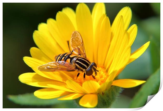 Hoverfly on a Marigold Print by Susan Snow