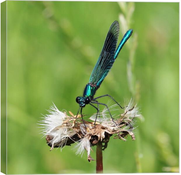 Banded Demoiselle Canvas Print by Susan Snow