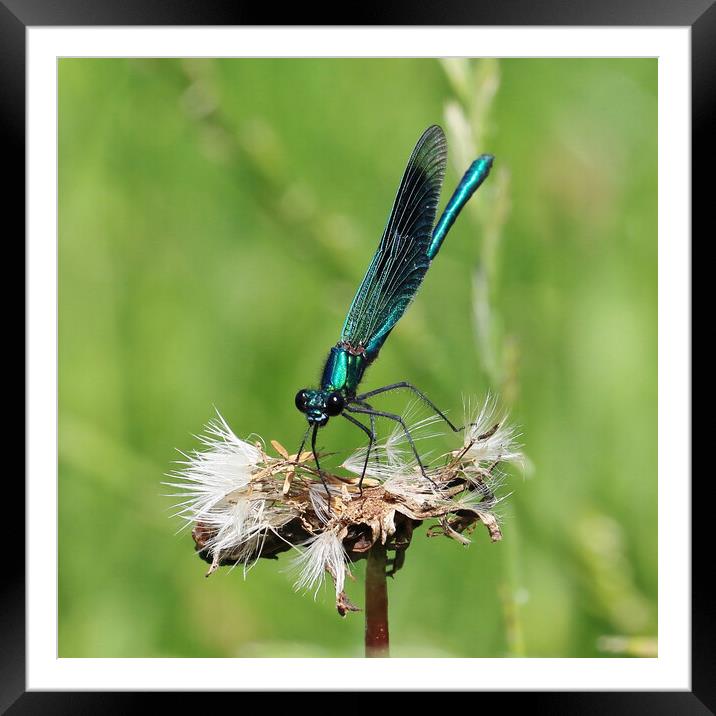 Banded Demoiselle Framed Mounted Print by Susan Snow