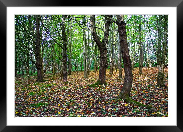 Majestic Autumn Trees Framed Mounted Print by GJS Photography Artist