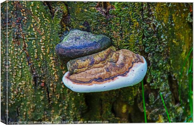 Fungi and Fungirl Canvas Print by GJS Photography Artist