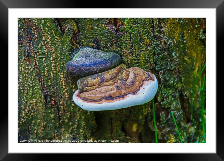 Fungi and Fungirl Framed Mounted Print by GJS Photography Artist