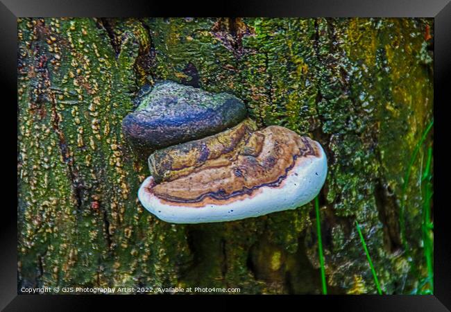 Fungi and Fungirl Framed Print by GJS Photography Artist