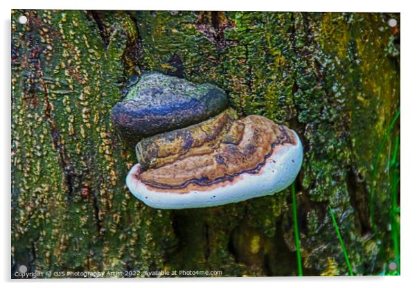 Fungi and Fungirl Acrylic by GJS Photography Artist