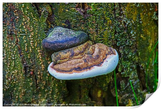 Fungi and Fungirl Print by GJS Photography Artist
