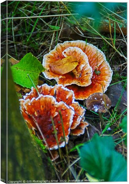 Enchanting Autumn Fungi Display Canvas Print by GJS Photography Artist