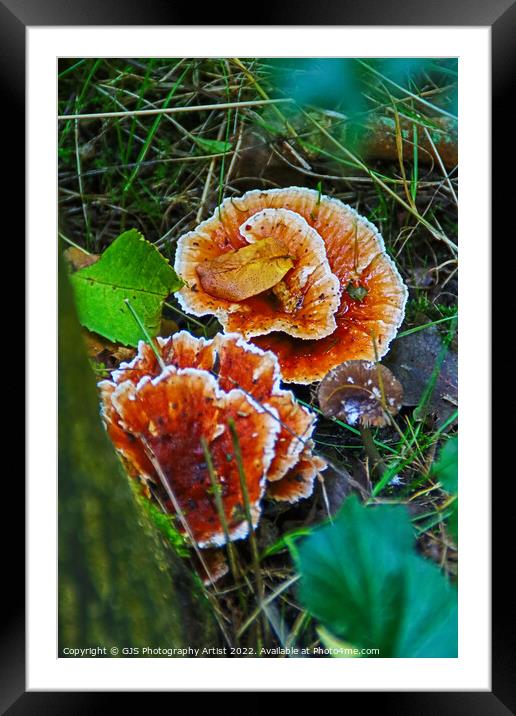 Enchanting Autumn Fungi Display Framed Mounted Print by GJS Photography Artist