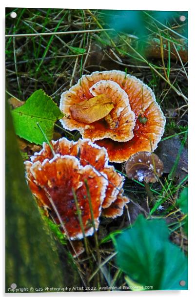 Enchanting Autumn Fungi Display Acrylic by GJS Photography Artist