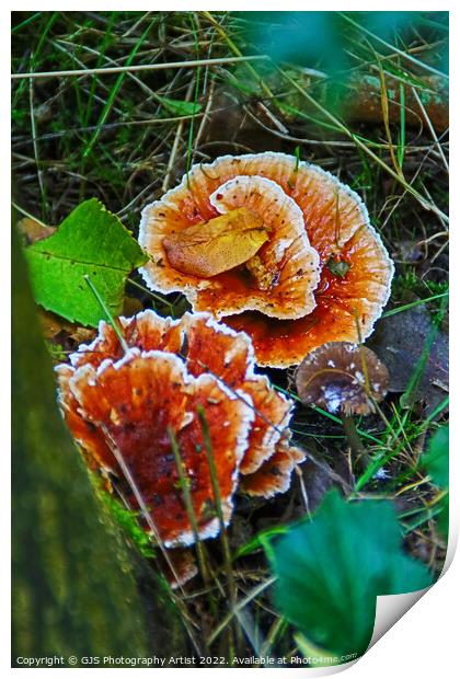 Enchanting Autumn Fungi Display Print by GJS Photography Artist