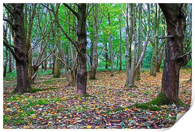 A Vivid Autumn Tapestry Print by GJS Photography Artist