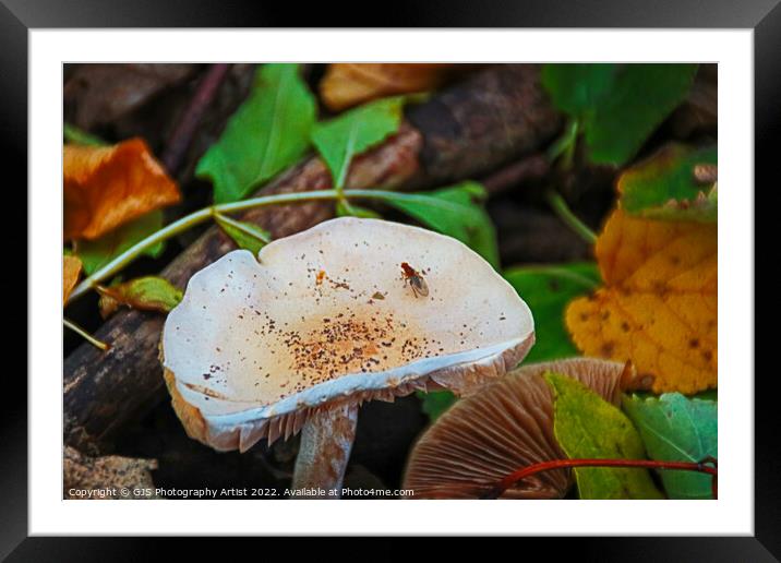 Surviving the toxic Beechwood Sickener Framed Mounted Print by GJS Photography Artist