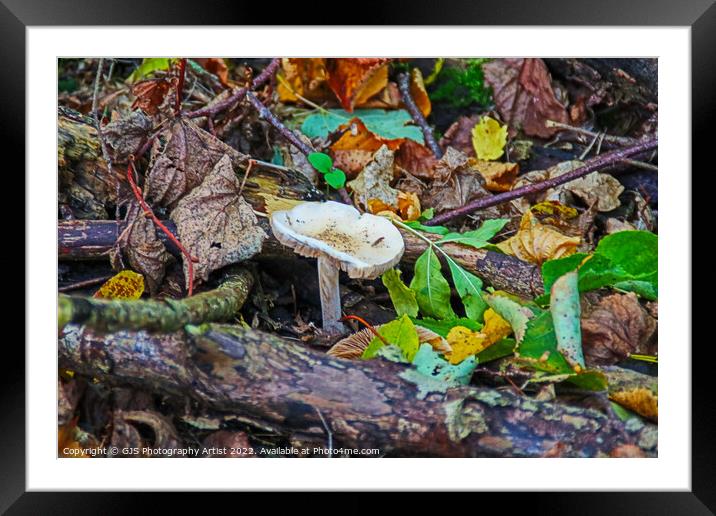 The Resilience of Life Framed Mounted Print by GJS Photography Artist
