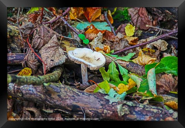 The Resilience of Life Framed Print by GJS Photography Artist