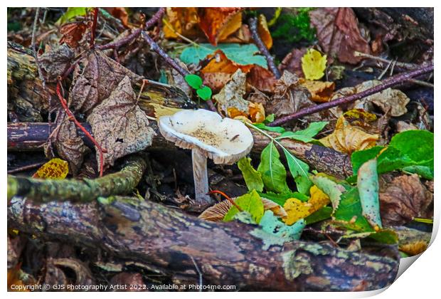The Resilience of Life Print by GJS Photography Artist