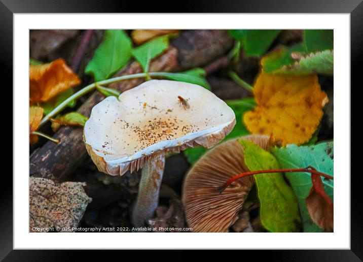 Toxic Beauty in Autumn Framed Mounted Print by GJS Photography Artist