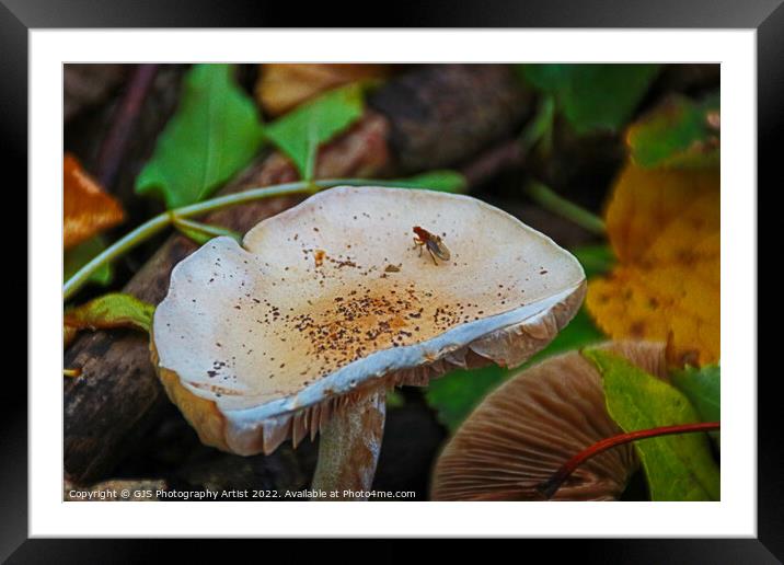 The Tenacity of Autumns Mushrooms Framed Mounted Print by GJS Photography Artist
