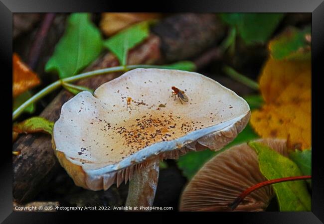 The Tenacity of Autumns Mushrooms Framed Print by GJS Photography Artist