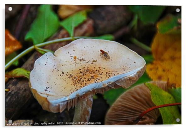 The Tenacity of Autumns Mushrooms Acrylic by GJS Photography Artist