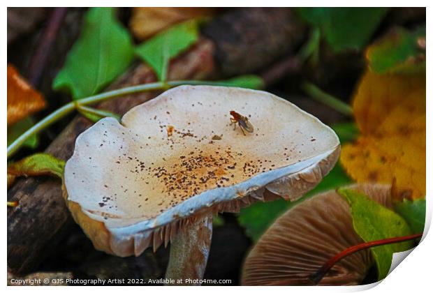 The Tenacity of Autumns Mushrooms Print by GJS Photography Artist