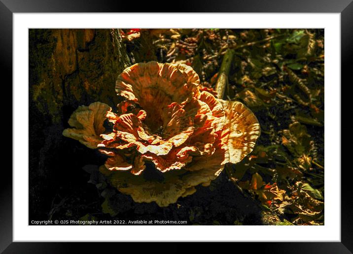 I Call It Grim Reaper Fungi  Framed Mounted Print by GJS Photography Artist