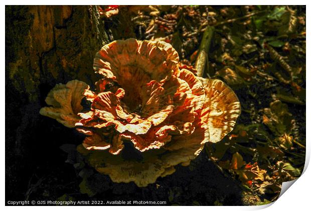 I Call It Grim Reaper Fungi  Print by GJS Photography Artist