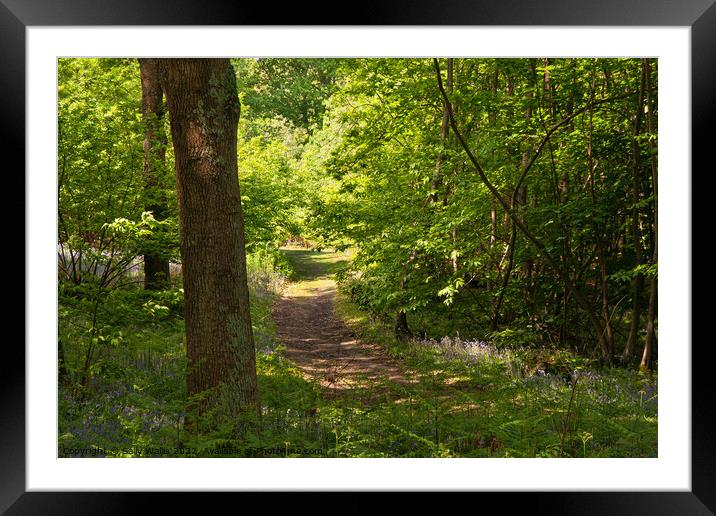 Woodland Walk Framed Mounted Print by Sally Wallis