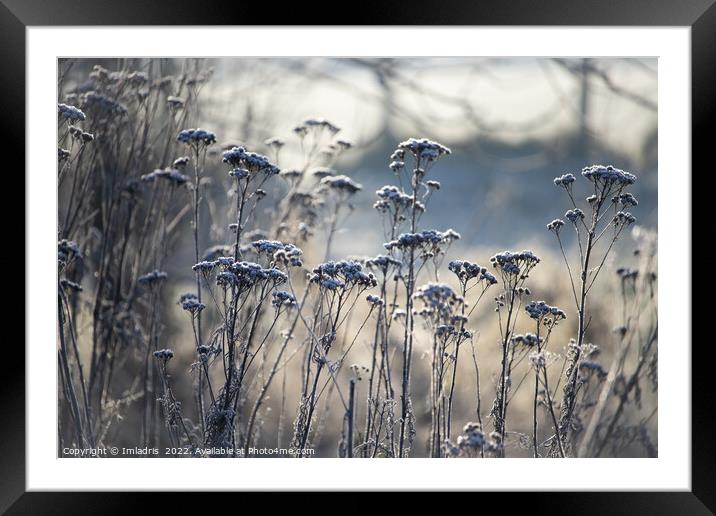 Frost Covered Wild Flowers, blue tints Framed Mounted Print by Imladris 