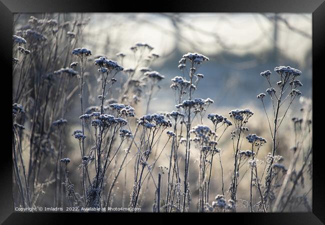 Frost Covered Wild Flowers, blue tints Framed Print by Imladris 