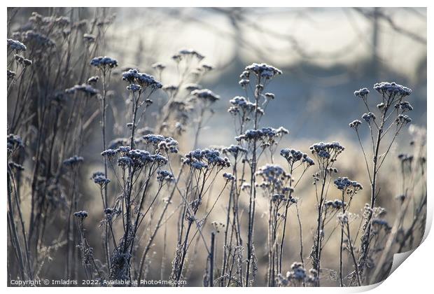 Frost Covered Wild Flowers, blue tints Print by Imladris 