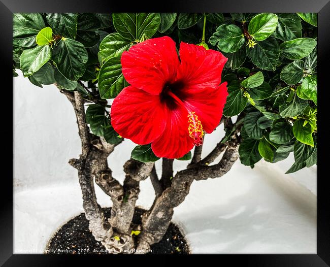 Vibrant Hibiscus: Burst of Tropical Elegance Framed Print by Holly Burgess