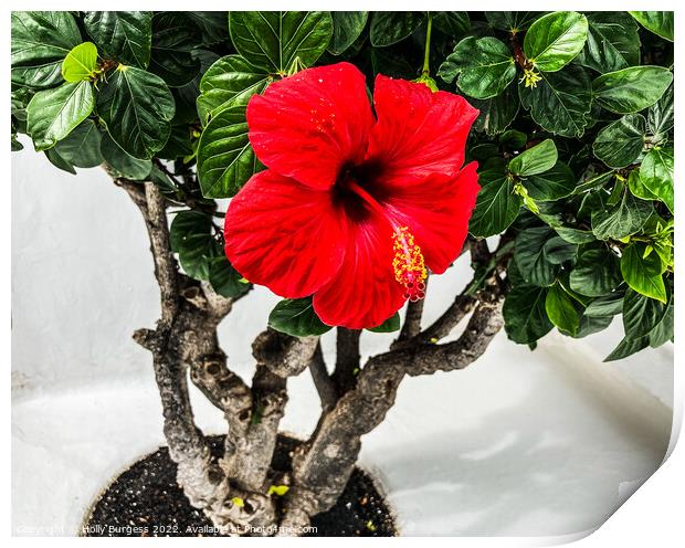 Vibrant Hibiscus: Burst of Tropical Elegance Print by Holly Burgess