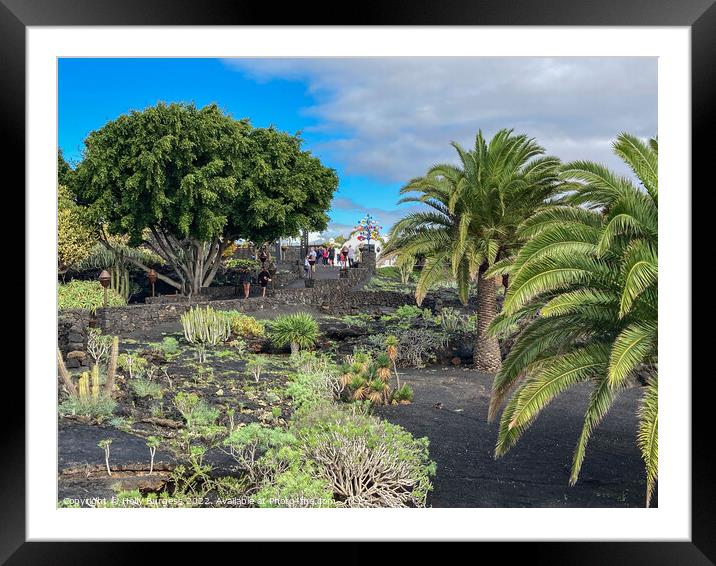 The Jardín de Cactus is a cactus garden on the island of Lanzarote i Framed Mounted Print by Holly Burgess