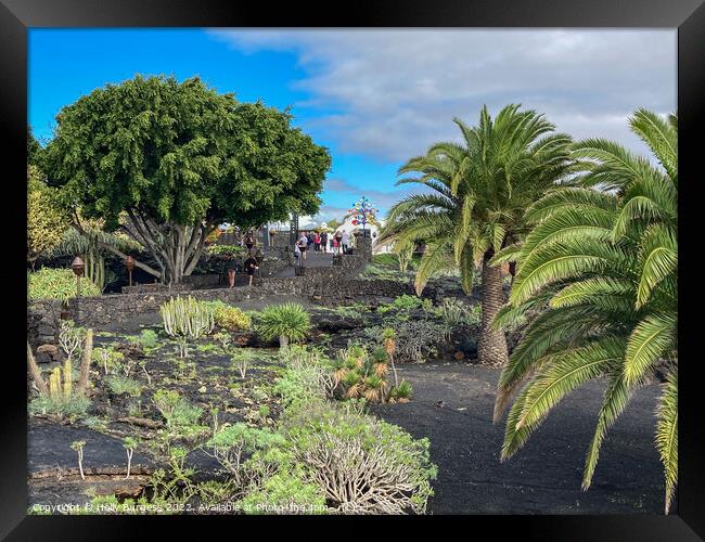 The Jardín de Cactus is a cactus garden on the island of Lanzarote i Framed Print by Holly Burgess