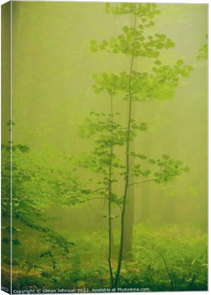 misty woodland  Canvas Print by Simon Johnson