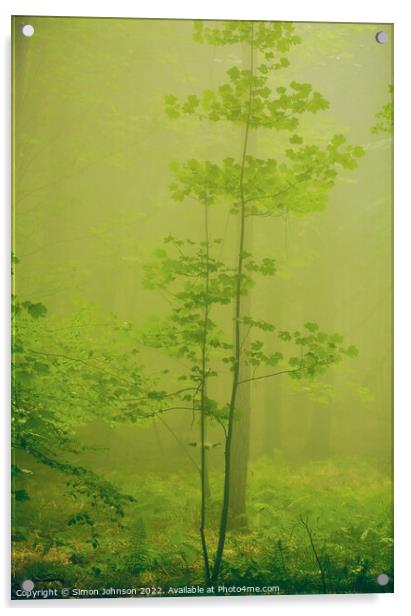 misty woodland  Acrylic by Simon Johnson