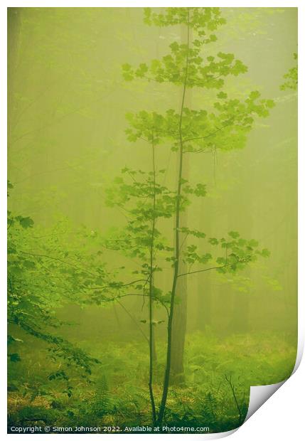 misty woodland  Print by Simon Johnson
