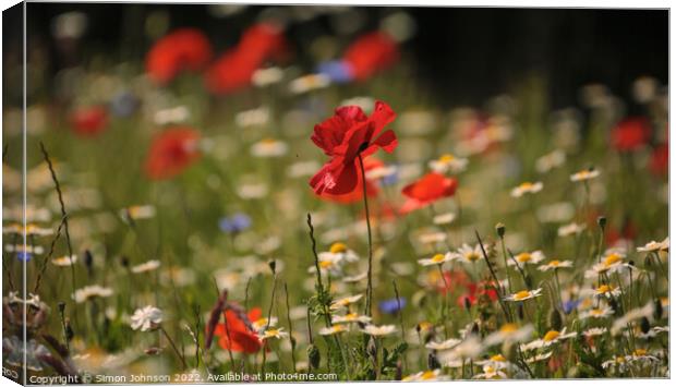 Poppy flower Canvas Print by Simon Johnson