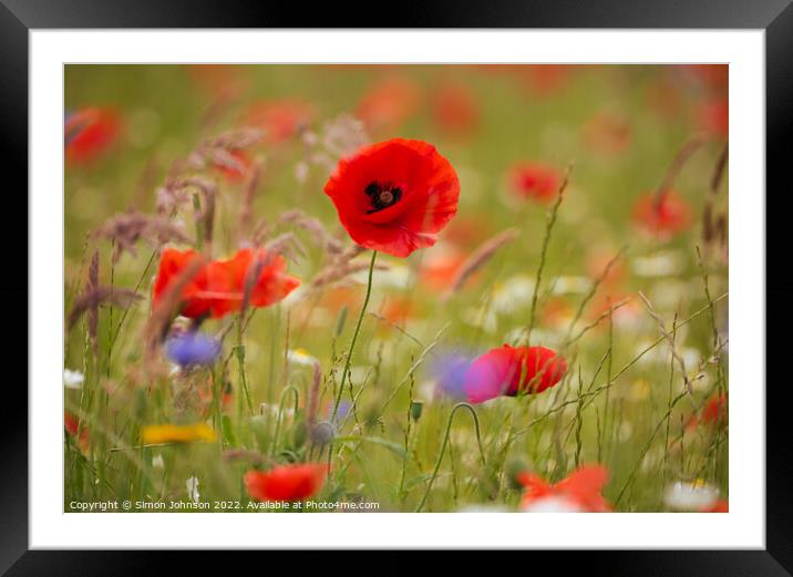 Poppy  flower Framed Mounted Print by Simon Johnson