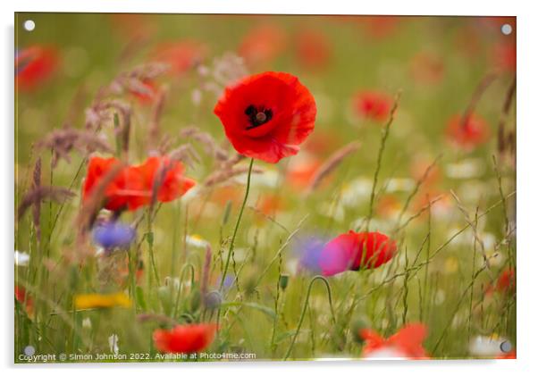Poppy  flower Acrylic by Simon Johnson
