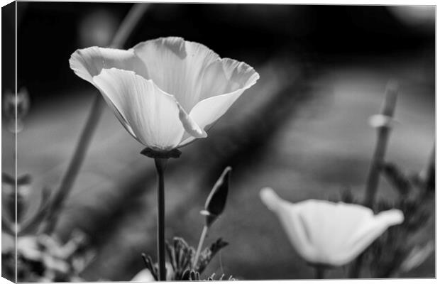 Yellow Poppy High Contrast Mono Canvas Print by Glen Allen