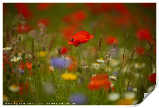 Poppy flower Print by Simon Johnson