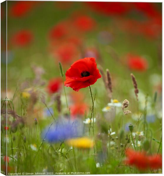 Poppy Flower  Canvas Print by Simon Johnson