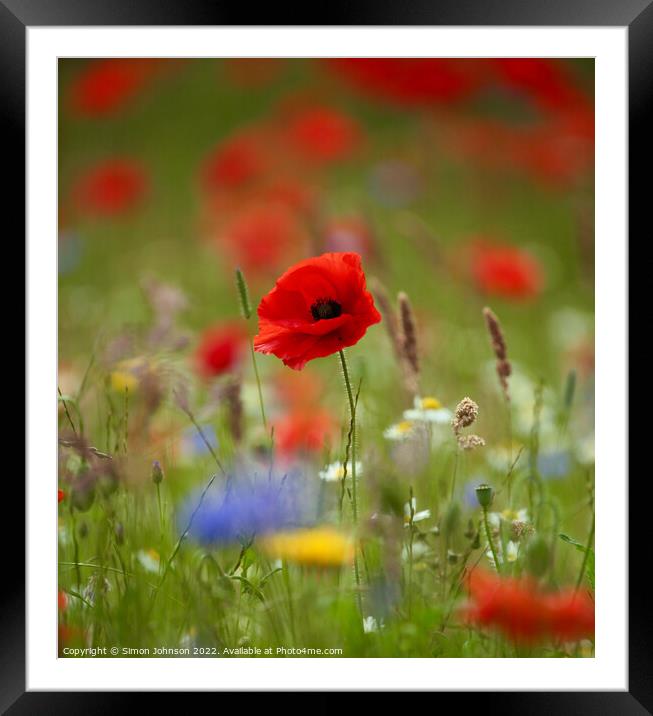Poppy Flower  Framed Mounted Print by Simon Johnson