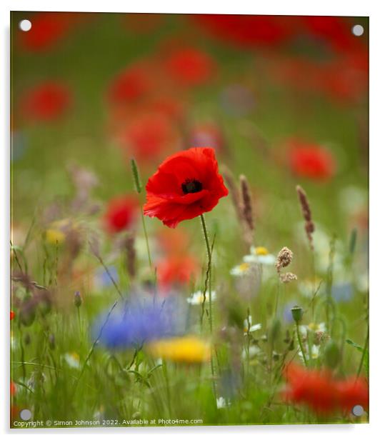 Poppy Flower  Acrylic by Simon Johnson