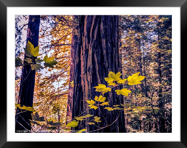 Redwood Tree Trunk Framed Mounted Print by Errol D'Souza