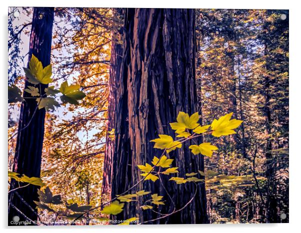 Redwood Tree Trunk Acrylic by Errol D'Souza
