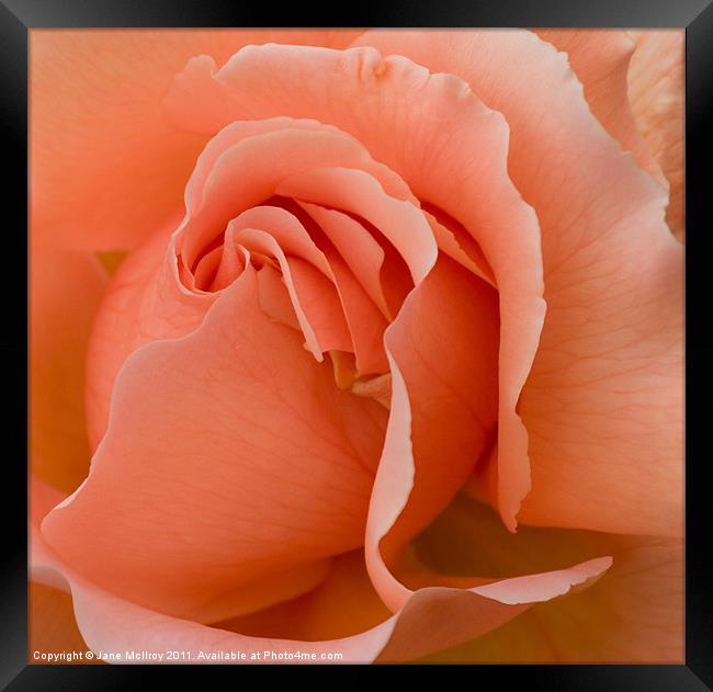 Romantic Orange Rose 