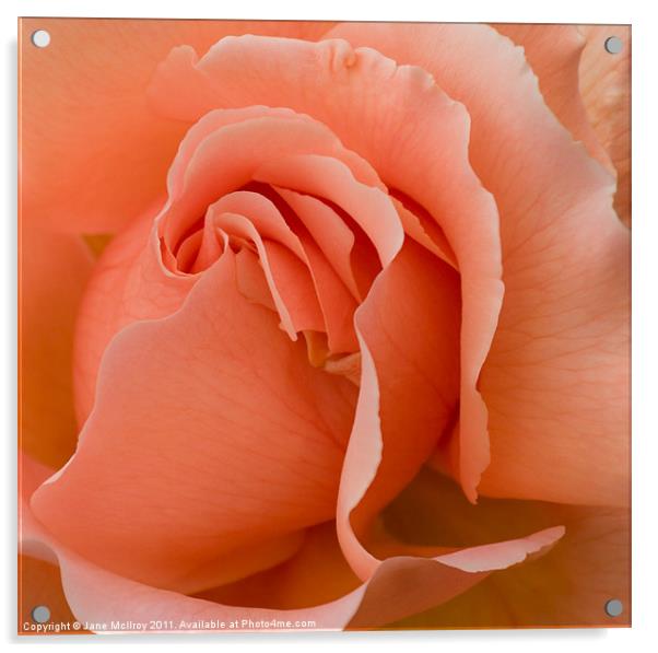 Romantic Orange Rose 