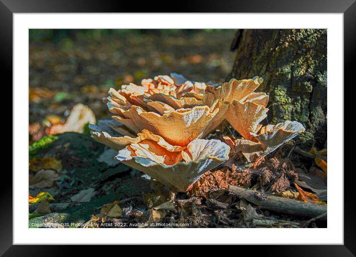 Ground Coral Not Framed Mounted Print by GJS Photography Artist